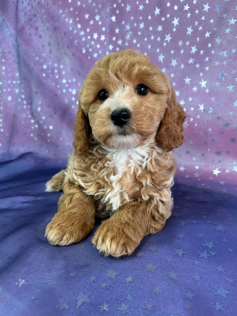 Female Poodle Bichon Cross DOB 9-3-2025 $950